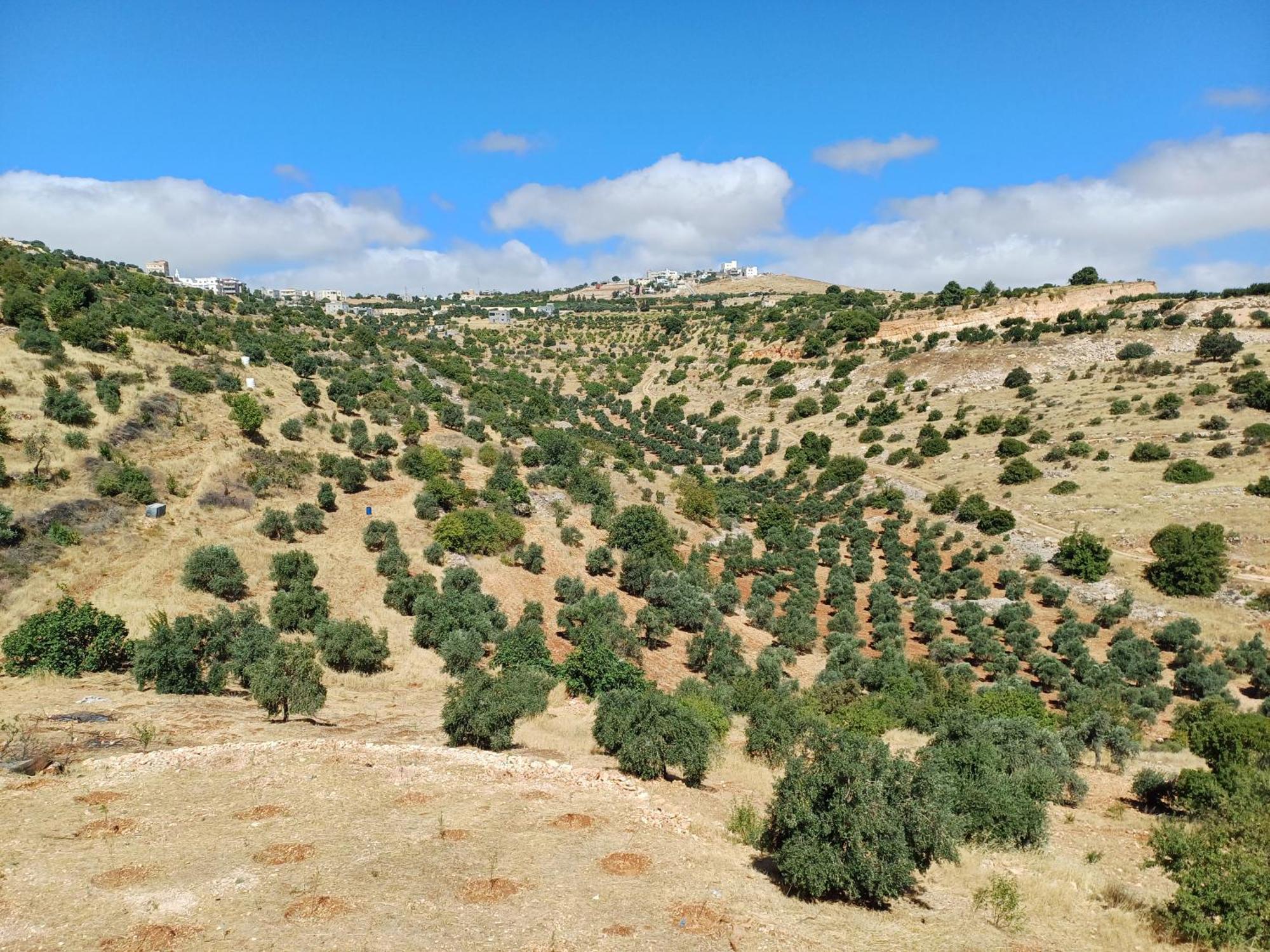 Ajlon Skhrh Villa Sakhrah Dış mekan fotoğraf